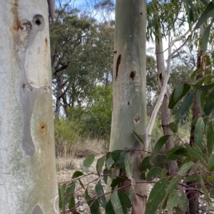 Eucalyptus mannifera at Sassafras, NSW - 20 May 2023 03:42 PM