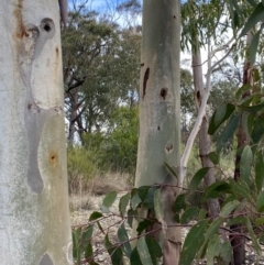 Eucalyptus mannifera at Sassafras, NSW - 20 May 2023