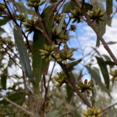 Eucalyptus agglomerata (Blue-leaved Stringybark) at Sassafras, NSW - 20 May 2023 by Tapirlord