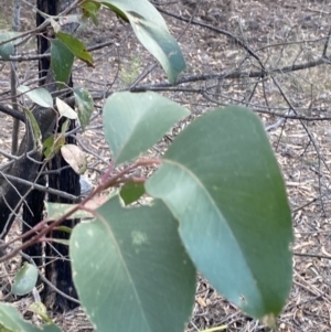 Eucalyptus agglomerata at Sassafras, NSW - 20 May 2023 03:39 PM