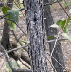 Eucalyptus agglomerata at Sassafras, NSW - 20 May 2023 03:39 PM