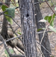 Eucalyptus agglomerata at Sassafras, NSW - 20 May 2023
