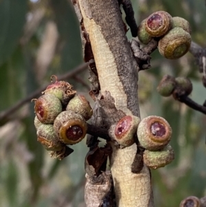 Eucalyptus agglomerata at Sassafras, NSW - 20 May 2023 03:39 PM