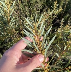 Acacia hamiltoniana at Boolijah, NSW - 20 May 2023 by Tapirlord