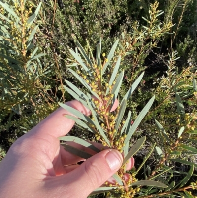 Acacia hamiltoniana at Morton National Park - 20 May 2023 by Tapirlord