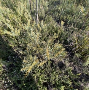 Acacia hamiltoniana at Boolijah, NSW - 20 May 2023 02:55 PM