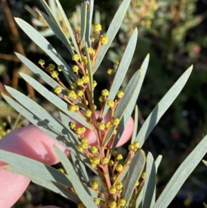 Acacia hamiltoniana at Boolijah, NSW - 20 May 2023