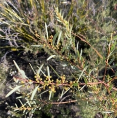 Acacia hamiltoniana at Boolijah, NSW - 20 May 2023