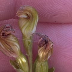 Speculantha furva (Swarthy Tiny Greenhood) at Boolijah, NSW - 20 May 2023 by Tapirlord