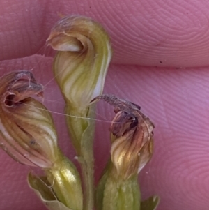 Speculantha furva at Boolijah, NSW - suppressed