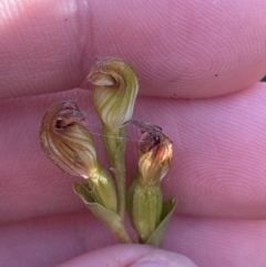 Speculantha furva at Boolijah, NSW - suppressed