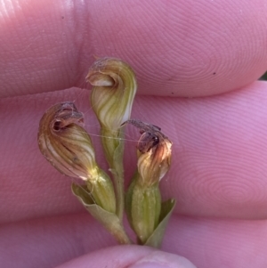 Speculantha furva at Boolijah, NSW - suppressed