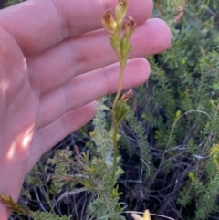 Speculantha furva at Boolijah, NSW - suppressed