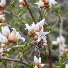Cryptandra propinqua (Silky Cryptandra) at Morton National Park - 20 May 2023 by Tapirlord
