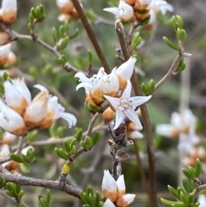 Cryptandra propinqua at Boolijah, NSW - 20 May 2023