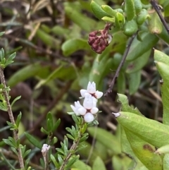 Cryptandra amara (Bitter Cryptandra) at Morton National Park - 20 May 2023 by Tapirlord