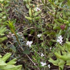 Cryptandra amara at Boolijah, NSW - 20 May 2023