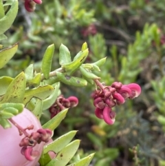 Grevillea baueri subsp. asperula (Bauer's Grevillea) at Morton National Park - 20 May 2023 by Tapirlord