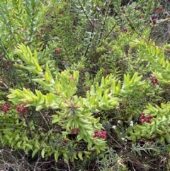 Grevillea baueri subsp. asperula at Boolijah, NSW - 20 May 2023 02:20 PM