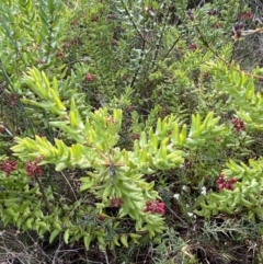 Grevillea baueri subsp. asperula at Boolijah, NSW - 20 May 2023