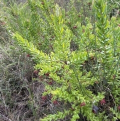 Grevillea baueri subsp. asperula at Boolijah, NSW - 20 May 2023