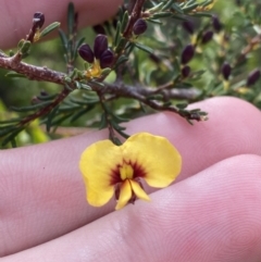 Dillwynia ramosissima (Bushy Parrot-pea) at Morton National Park - 20 May 2023 by Tapirlord