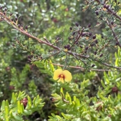Dillwynia ramosissima at Boolijah, NSW - 20 May 2023 02:19 PM