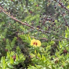 Dillwynia ramosissima at Boolijah, NSW - 20 May 2023 02:19 PM