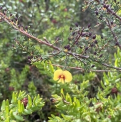 Dillwynia ramosissima at Boolijah, NSW - 20 May 2023