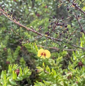 Dillwynia ramosissima at Boolijah, NSW - 20 May 2023 02:19 PM
