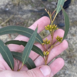 Eucalyptus racemosa at Tianjara, NSW - 20 May 2023