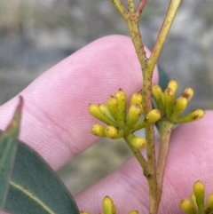 Eucalyptus racemosa at Tianjara, NSW - 20 May 2023