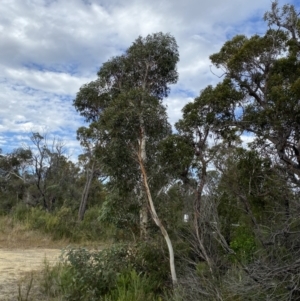 Eucalyptus racemosa at Tianjara, NSW - 20 May 2023