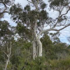 Eucalyptus racemosa at Tianjara, NSW - 20 May 2023