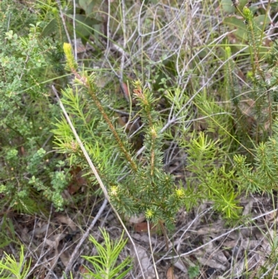 Phyllota phylicoides (Heath Phyllota) at Tianjara, NSW - 20 May 2023 by Tapirlord