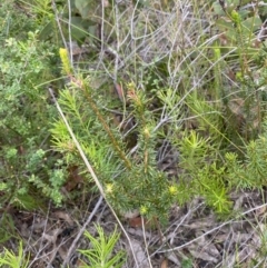 Phyllota phylicoides at Tianjara, NSW - 20 May 2023 02:06 PM