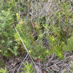 Phyllota phylicoides at Tianjara, NSW - 20 May 2023 02:06 PM