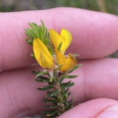 Phyllota phylicoides at Tianjara, NSW - 20 May 2023 02:06 PM