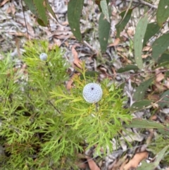 Isopogon anemonifolius (Common Drumsticks) at Tianjara, NSW - 20 May 2023 by Tapirlord