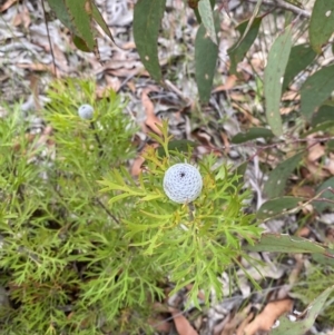 Isopogon anemonifolius at Tianjara, NSW - 20 May 2023