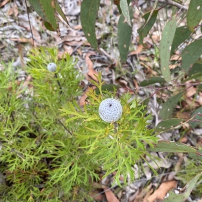Isopogon anemonifolius (Common Drumsticks) at Tianjara, NSW - 20 May 2023 by Tapirlord