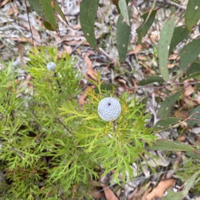 Isopogon anemonifolius (Common Drumsticks) at Jerrawangala National Park - 20 May 2023 by Tapirlord