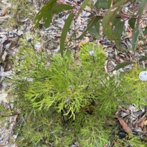 Isopogon anemonifolius at Tianjara, NSW - 20 May 2023