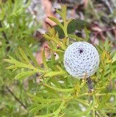 Isopogon anemonifolius at Tianjara, NSW - 20 May 2023