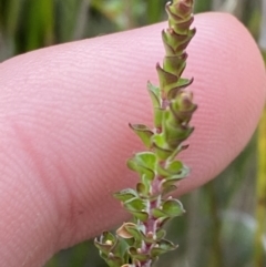 Epacris microphylla (Coral Heath) at Jerrawangala National Park - 20 May 2023 by Tapirlord