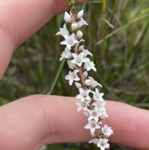 Epacris microphylla at Tianjara, NSW - 20 May 2023