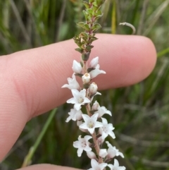 Epacris microphylla at Tianjara, NSW - 20 May 2023
