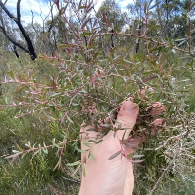 Leptospermum morrisonii at Tianjara, NSW - 20 May 2023 by Tapirlord