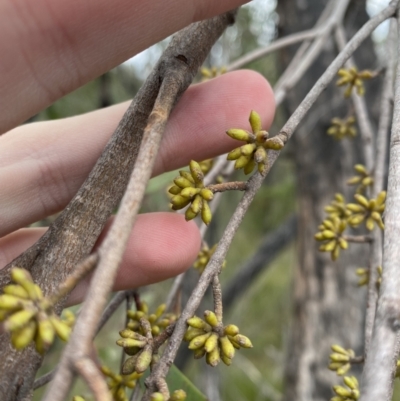 Eucalyptus globoidea (White Stringybark) at Tianjara, NSW - 20 May 2023 by Tapirlord