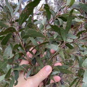 Eucalyptus globoidea at Jerrawangala National Park - 20 May 2023